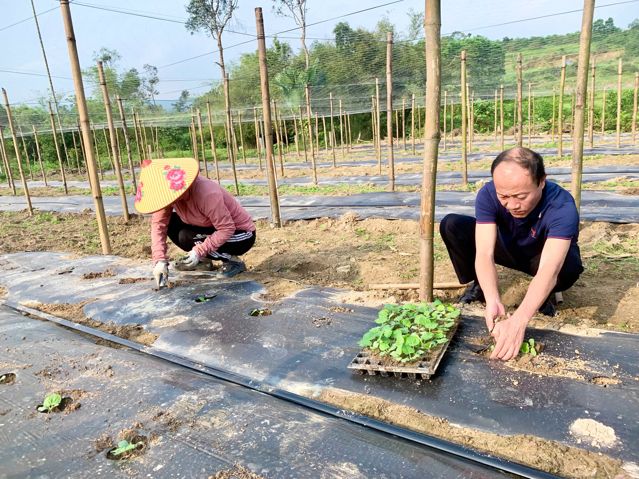 Xã Mai Hoa triển khai mô hình trồng bí xanh Nova 209 
