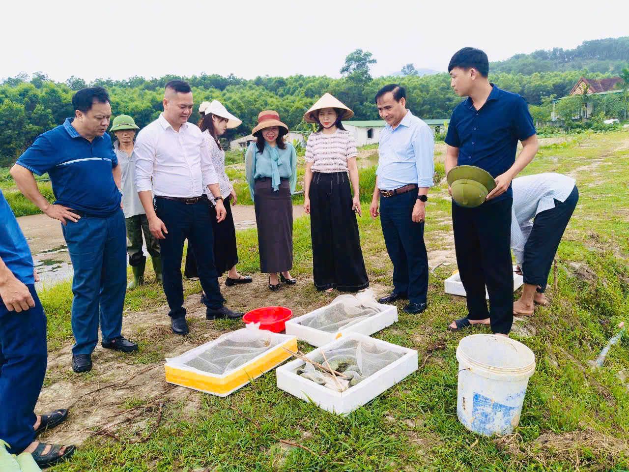 Xã Mai Hoa thả 15 vạn con giống ốc Bươu đen