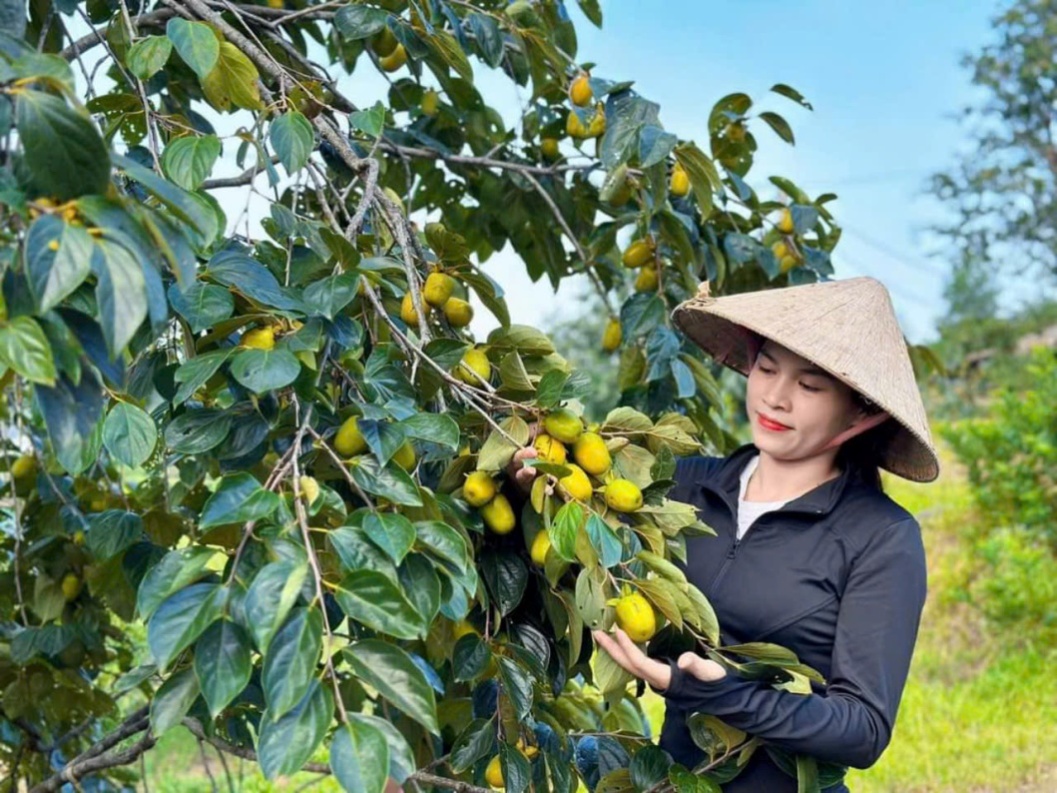 Hồng Bình Du: Từ quả ngọt ký ức đến  thương hiệu tương lai