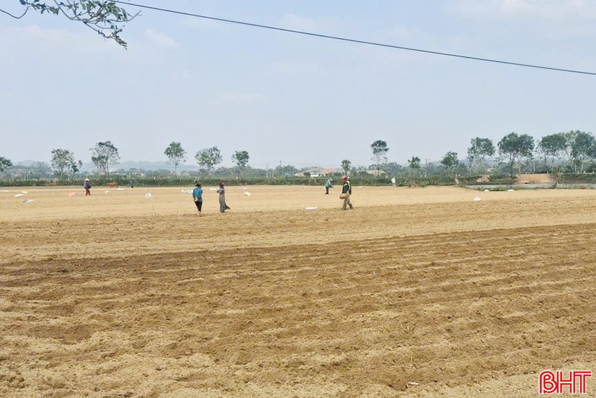 Mai Hoa xuống giống hơn 16 ha ngô liên kết