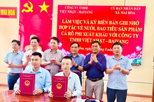 Xã Mai Hoa làm việc với Công ty TNHH Việt Nhật - BaiYang triển khai phương án chuỗi liên kết nuôi cá rô phi xuất khẩu