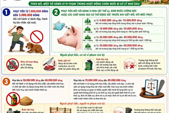 Giới thiệu Nghị định số 211/2026/NĐ-CP quy định xử phạt vi phạm hành chính về chăn nuôi