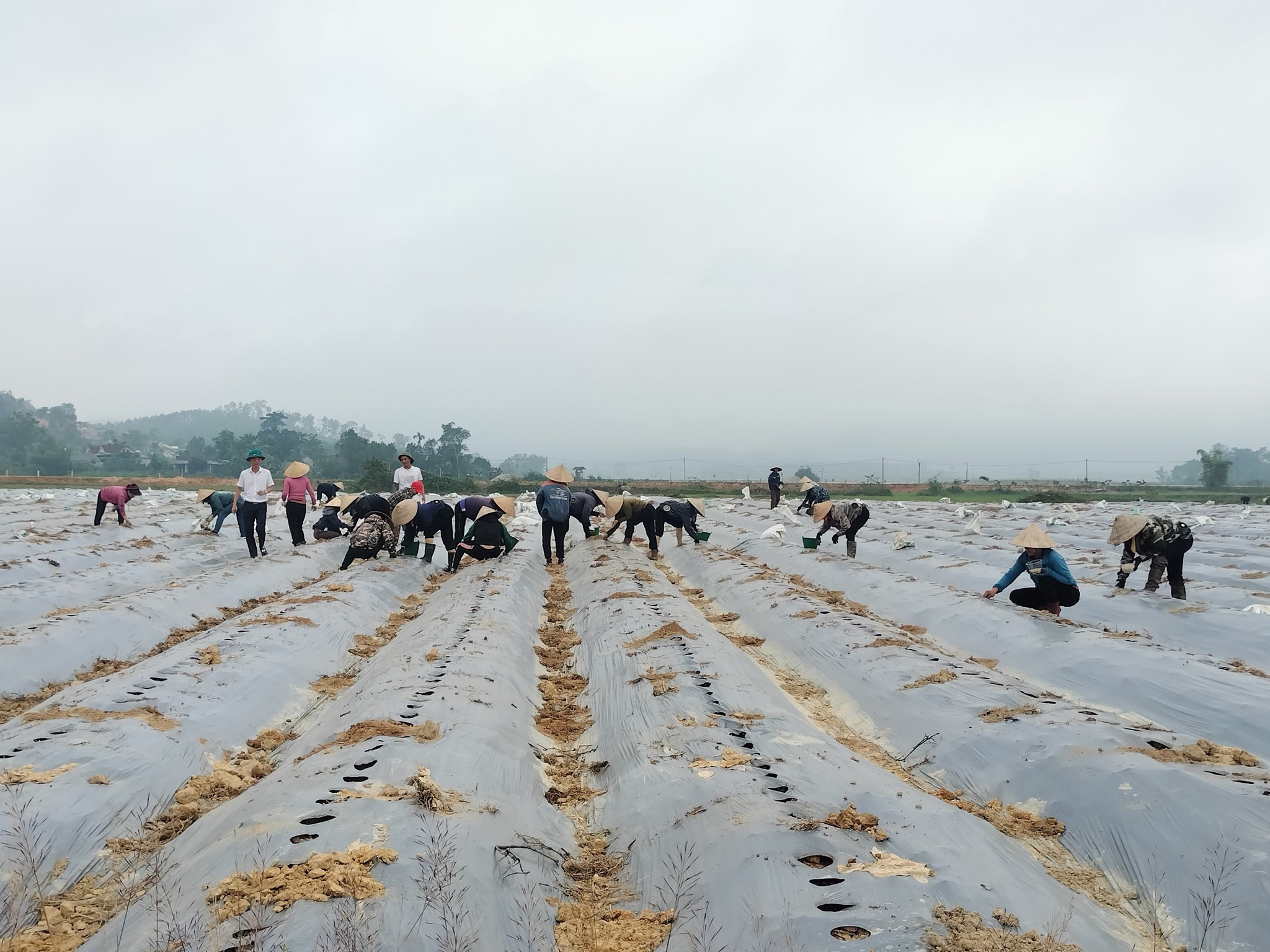 5 ha Dưa leo liên kết theo hướng nông sản sạch đầu tiên được xuống giống trên địa bàn xã Mai Hoa